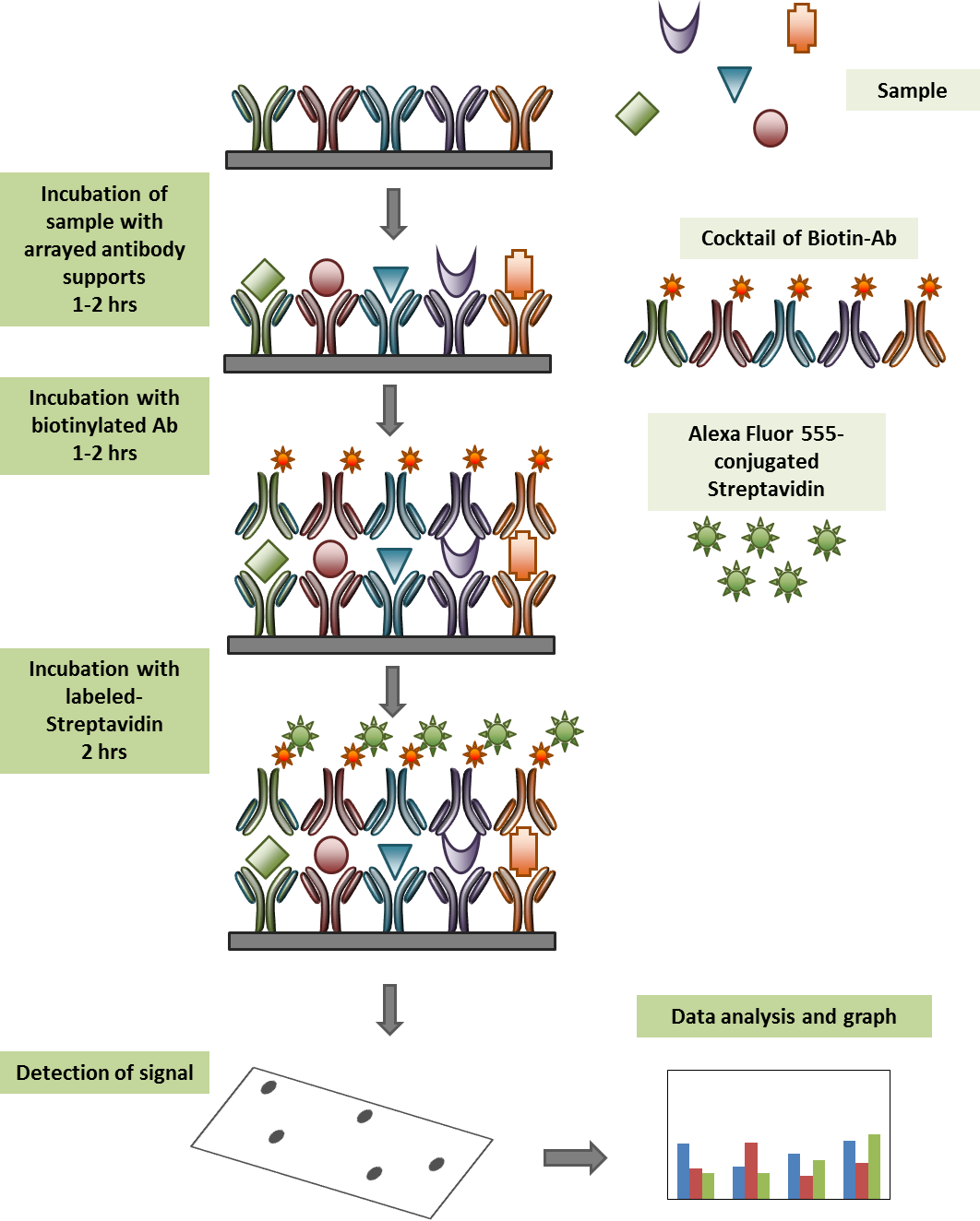 Glass SlideBased Antibody Arrays Clinisciences